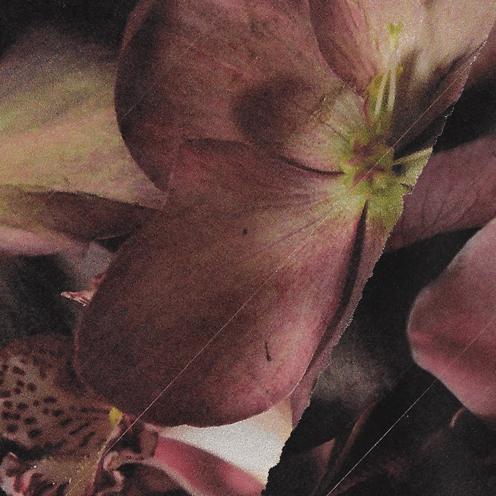 Summer Haiku Studs Delicate Mood Elegant Pop